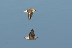 Calidris alpina