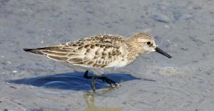 Calidris bairdii