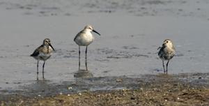 Calidris alpina