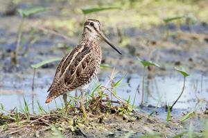 utils/thumbs/Scolopacidae/Gallinago_LJ7pXfkhGvtw2Y6k3kJ49i.jpg