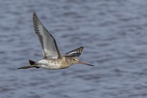 Limosa limosa