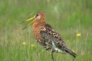 Limosa limosa