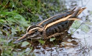 Lymnocryptes minimus