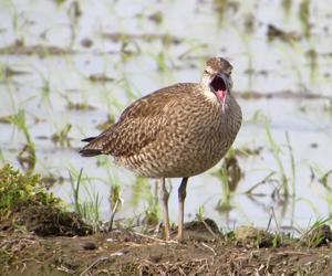 Numenius phaeopus variegatus