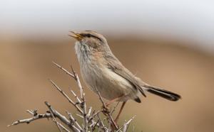 Scotocerca inquieta montana