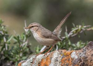 Scotocerca inquieta montana