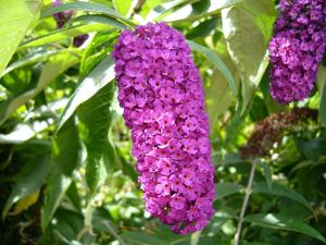 Buddleja davidii