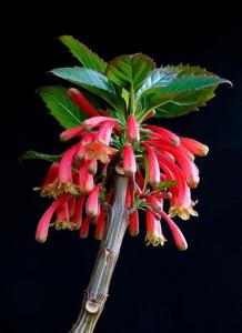 Dermatobotrys saundersii