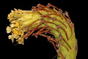 Glumicalyx goseloides