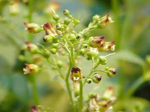 utils/thumbs/Scrophulariaceae/Scrophularia_PYbmDfxWZqqEUaC2gZoVU8.jpg