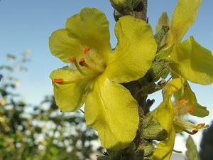 Verbascum pulverulentum