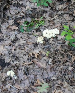 Tremellodendron pallida