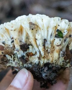 Tremellodendron pallida