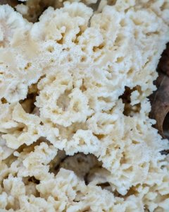 Tremellodendron pallida