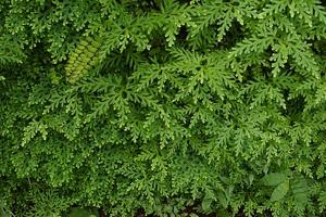 Selaginella braunii
