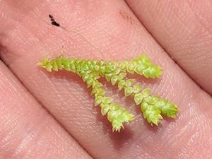 Selaginella eclipes