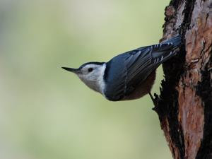 Sitta carolinensis nelsoni