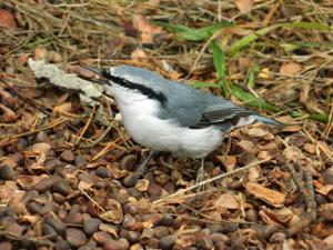 Sitta europaea asiatica
