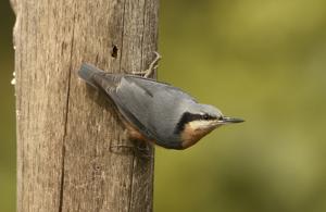 Sitta cinnamoventris