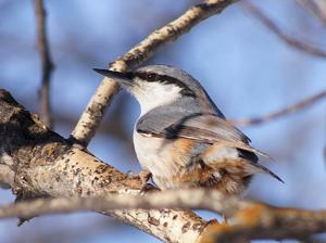 Sitta europaea europaea