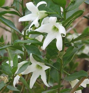 Anthocercis littorea