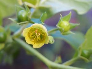 Atropa bella-donna