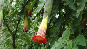 Brugmansia sanguinea