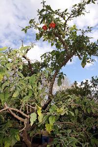 Brugmansia sanguinea