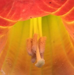 Brugmansia sanguinea