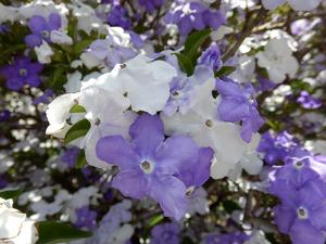 Brunfelsia latifolia