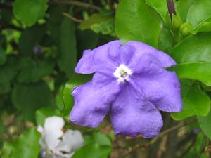 Brunfelsia latifolia