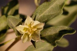 utils/thumbs/Solanaceae/Chamaesaracha_cGHEmqJgCttBLrEcnb4aPy.jpg