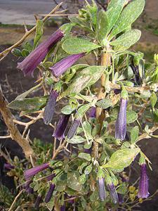 utils/thumbs/Solanaceae/Dunalia_dvBBovfYTr8oeMdEMKajeD.jpg