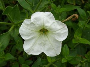 utils/thumbs/Solanaceae/Petunia_3CPyxPoVQioF2Ym8dgLCUb.jpg