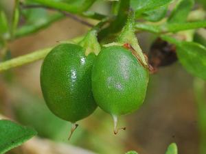 Salpichroa origanifolia