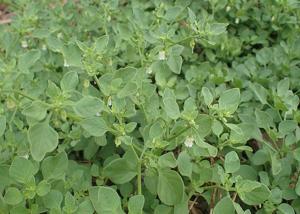 Salpichroa origanifolia