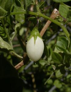 Salpichroa origanifolia