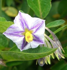 Solanum muricatum