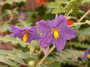 Solanum pyracanthum