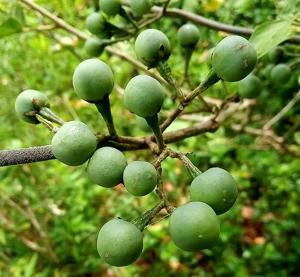 Solanum torvum