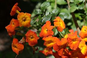 Streptosolen jamesonii