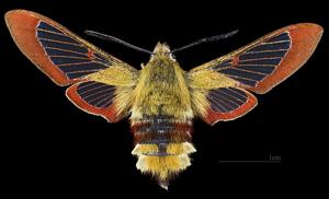 Hemaris fuciformis