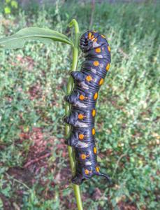 Hyles nicaea sheljuzkoi