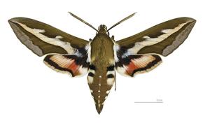 utils/thumbs/Sphingidae/Hyles_gBURNybrwigLTxPU9H6g9i.jpg