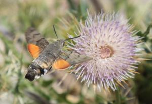 Macroglossum stellatarum