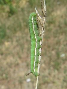 Sphingonaepiopsis kuldjaensis