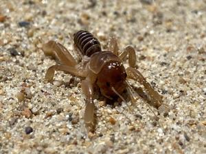 Ammopelmatus muwu