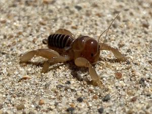 Ammopelmatus muwu