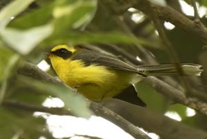 utils/thumbs/Stenostiridae/Chelidorhynx_YBvnb2wLzLREB7m63ZHAZP.jpg