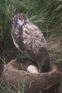 Stercorarius antarcticus